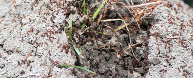 Fire Ants BrockStar Pest Services