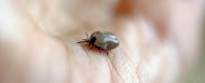 tick