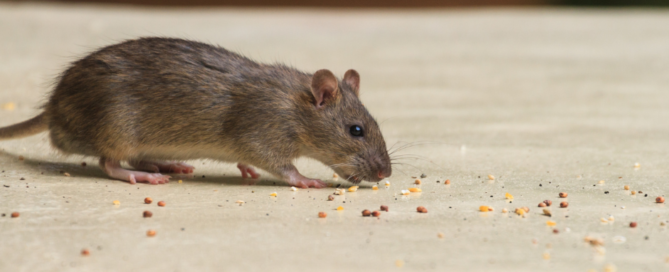 rat eating