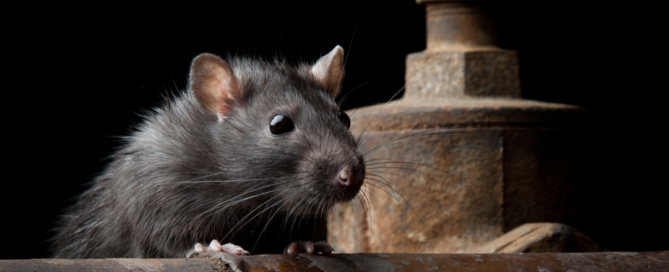 photo of rat