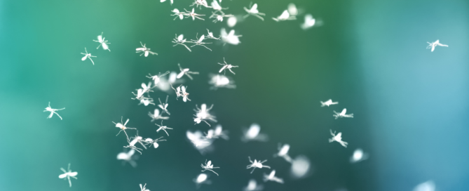 flies
