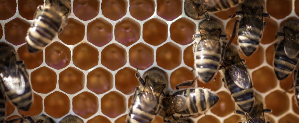 african bees