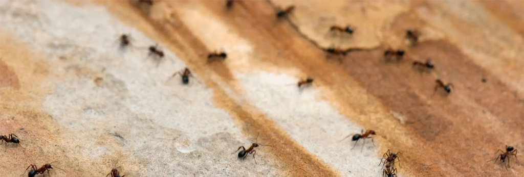 common pests