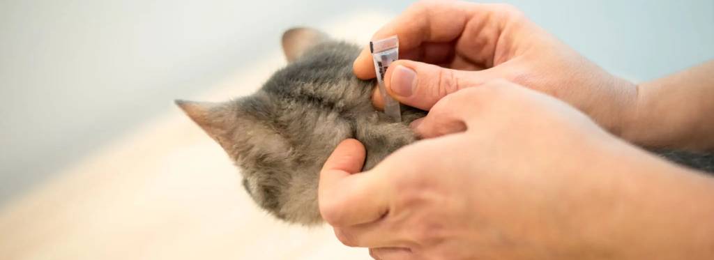 diy flea removal