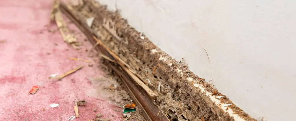 termite