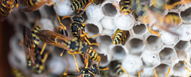 wasps nest