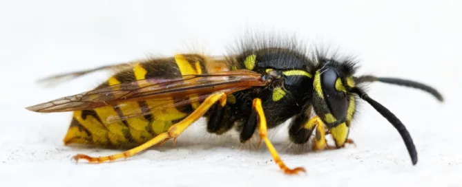 wasp
