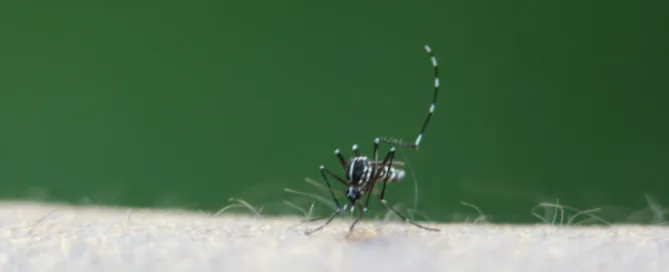 Mosquito Species