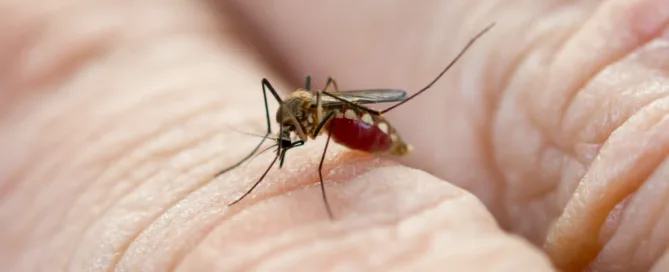 mosquito control