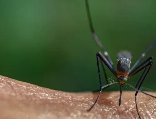 Troubleshooting Persistent Mosquito Problems in Austin